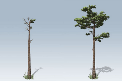 SpeedTree Cinema 8汉化版